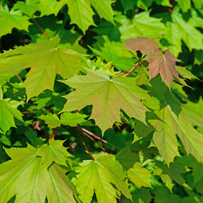 Acer platanoides - Spitzahorn - Ahorn