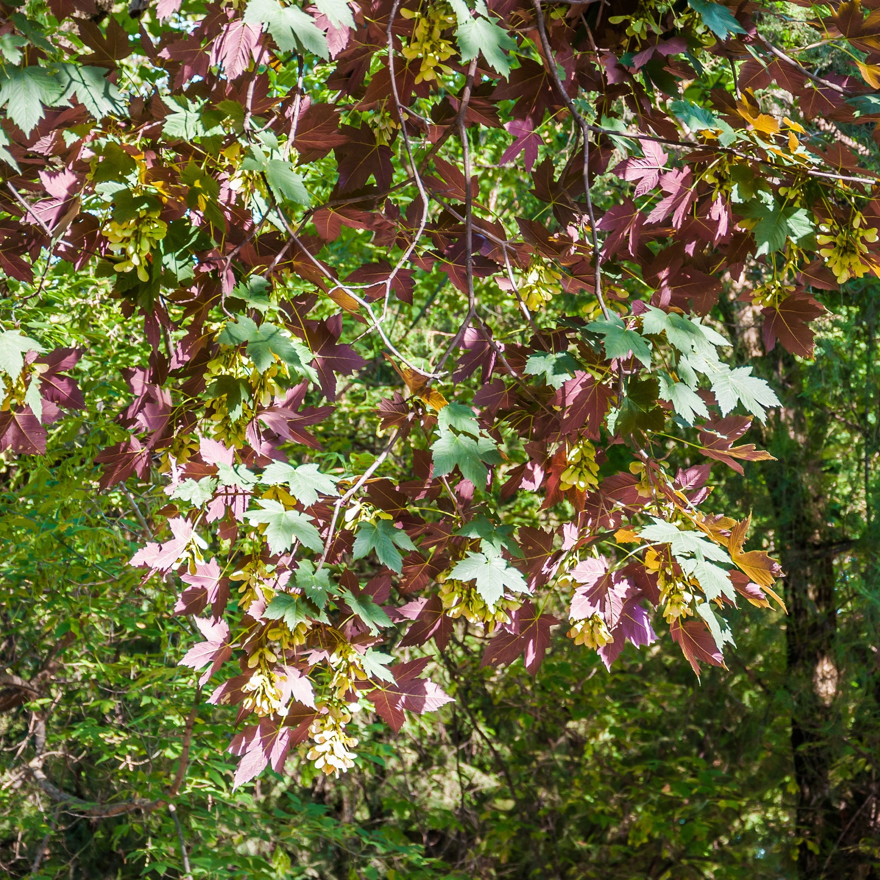 Bergahorn 'Atropurpureum' - Willemse