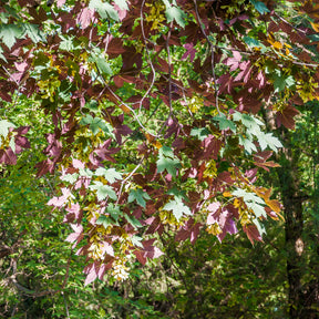 Bergahorn 'Atropurpureum' - Willemse