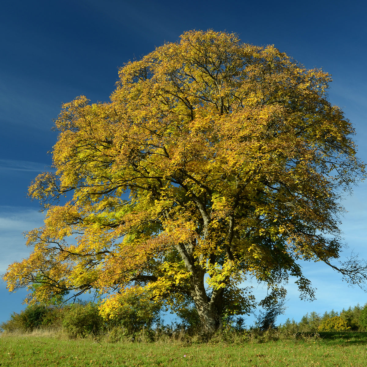 Bergahorn - Willemse
