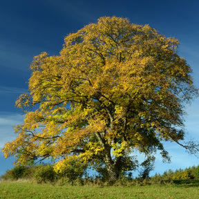 Bergahorn - Willemse