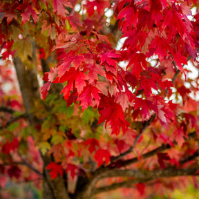 Silberner Ahorn - Acer saccharinum - Willemse