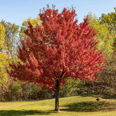 Silberner Ahorn - Willemse