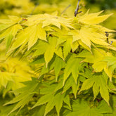 Japanischer Ahorn Jordan - Willemse