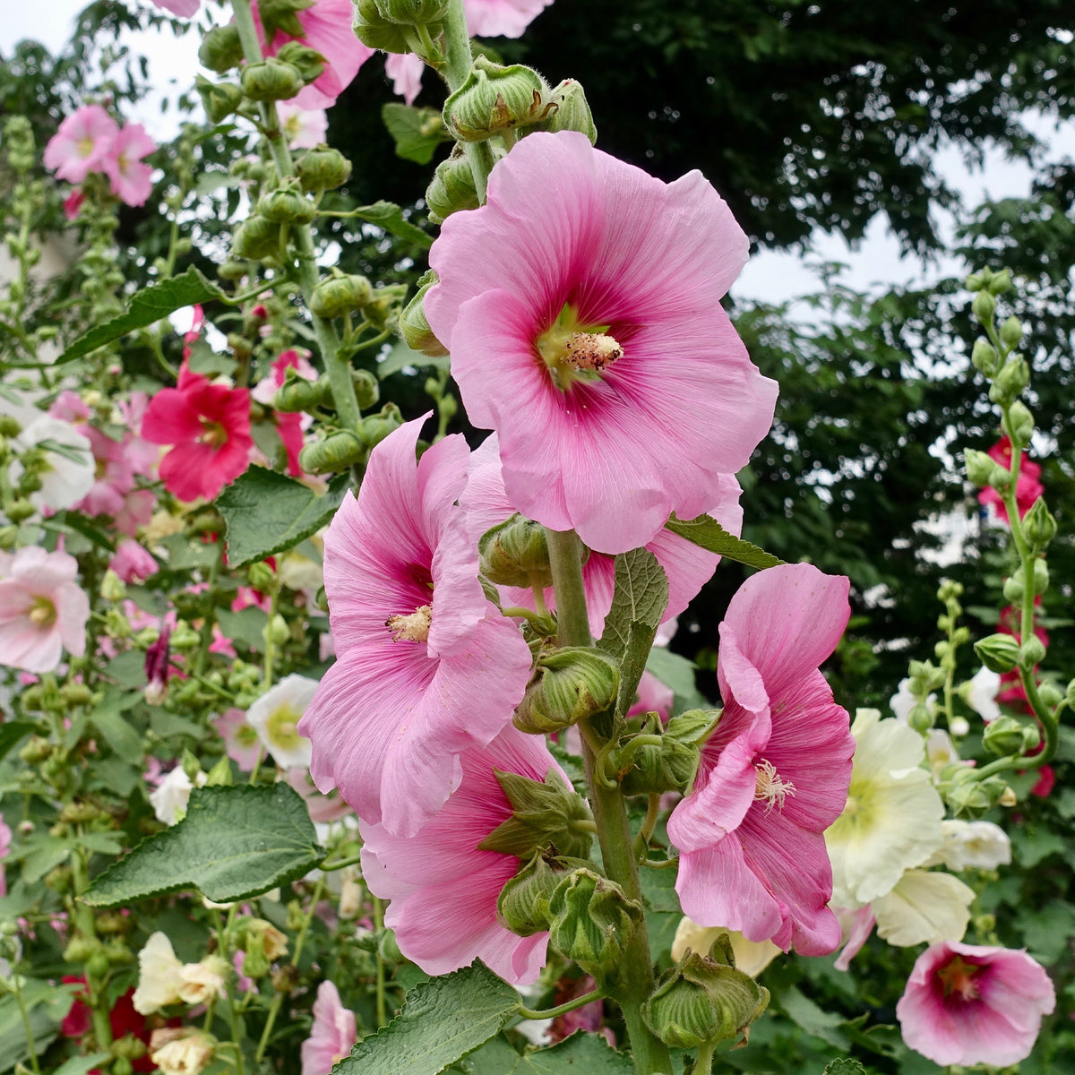 Alcea rosea - Stockrose - Alcea - Stockrose
