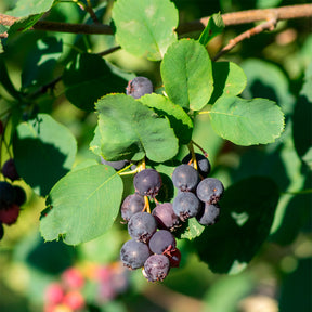 Erlenblättrige Felsenbirne ‘Northline’ - Amelanchier alnifolia Northline - Willemse