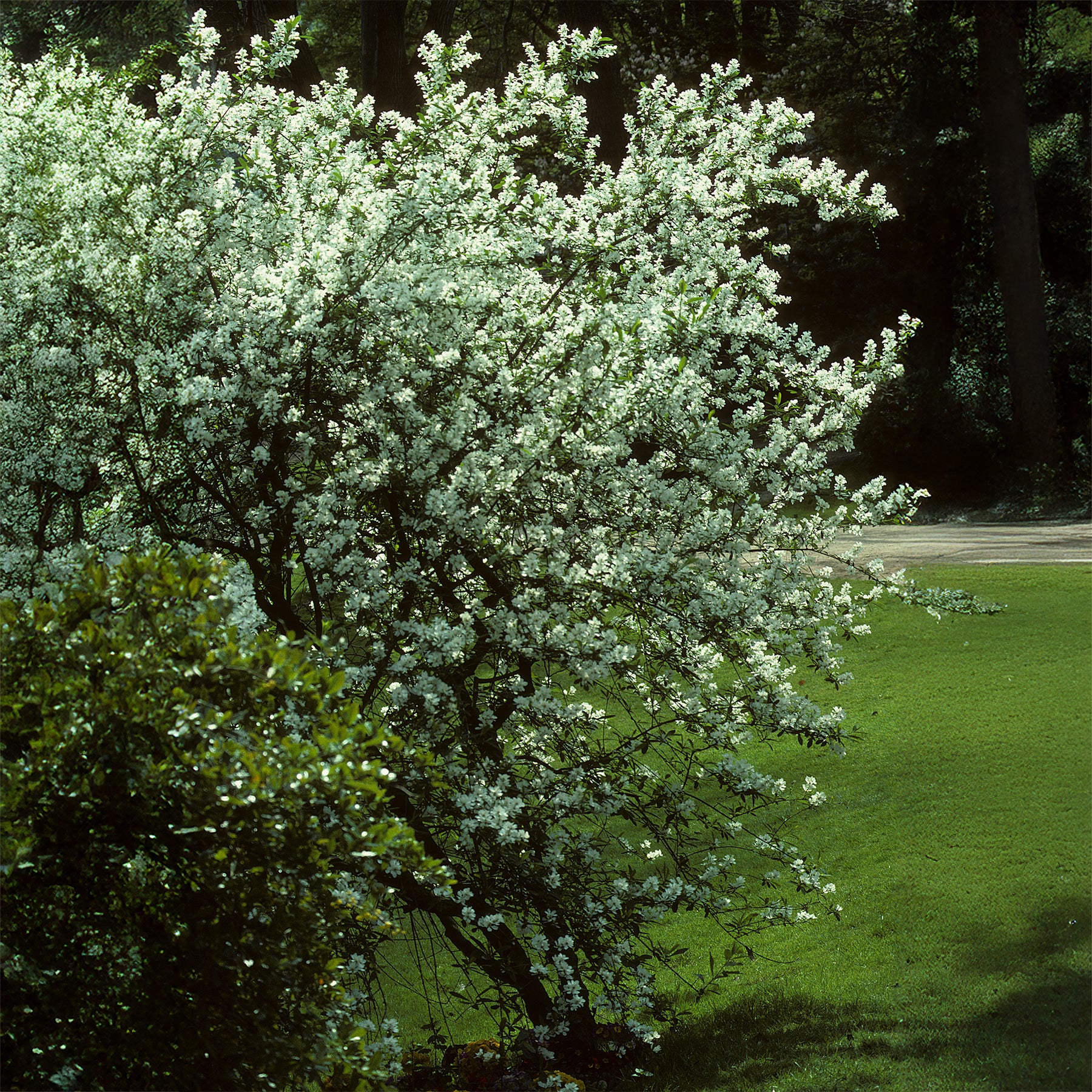 Verkauf Kanadische Felsenbirne - Amelanchier canadensis
