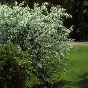 Verkauf Kanadische Felsenbirne - Amelanchier canadensis