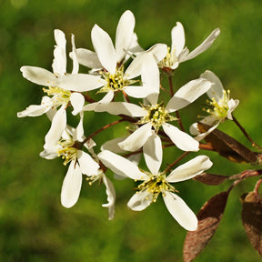 Kanadische Felsenbirne - Amelanchier canadensis - Willemse