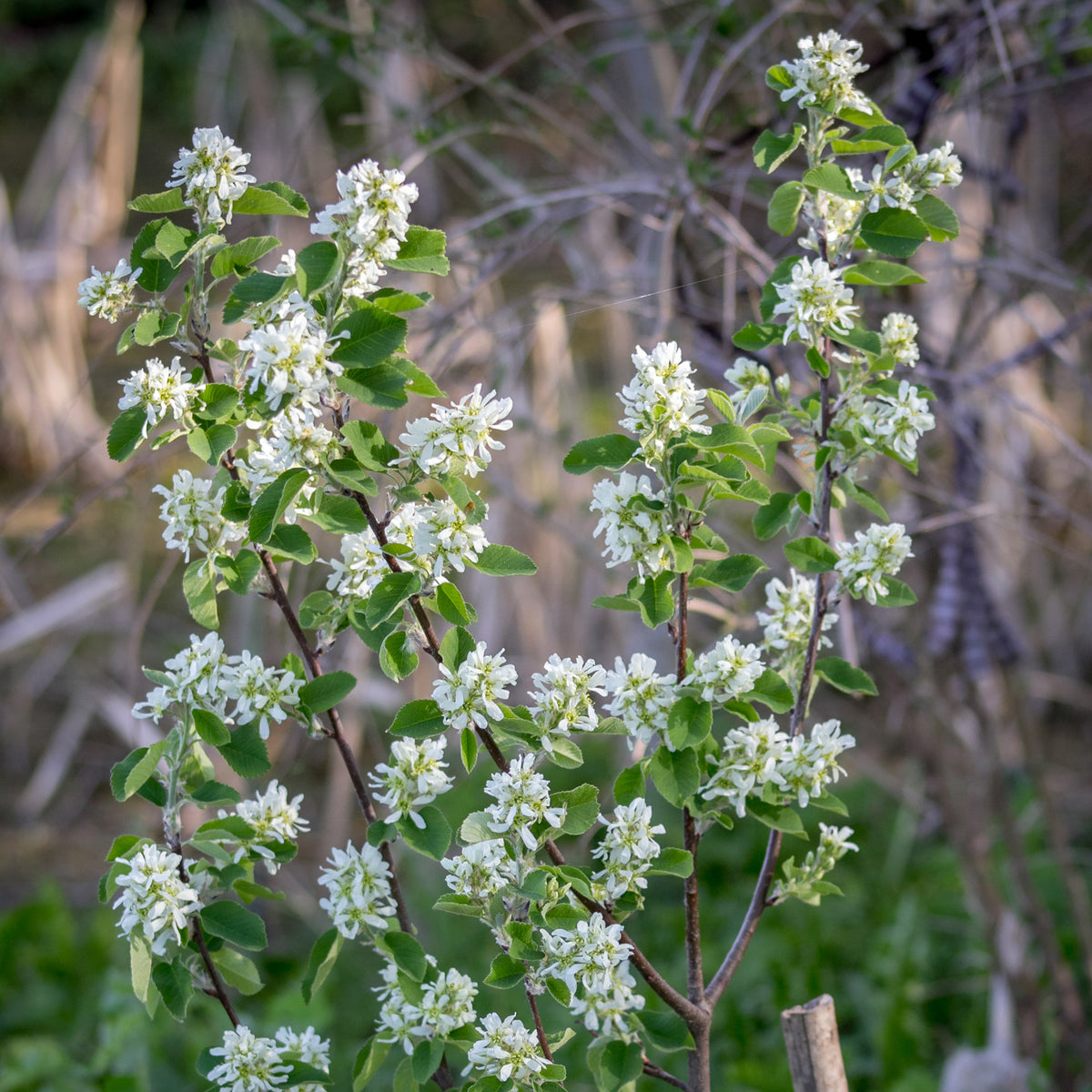 Blühende Sträucher - Kanadische Felsenbirne - Amelanchier canadensis