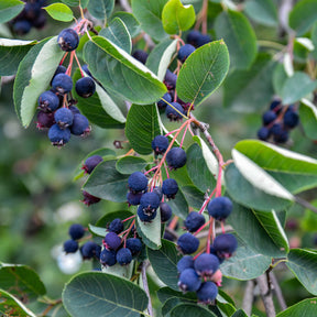Verkauf Wald-Felsenbirne - Amelanchier rotundifolia