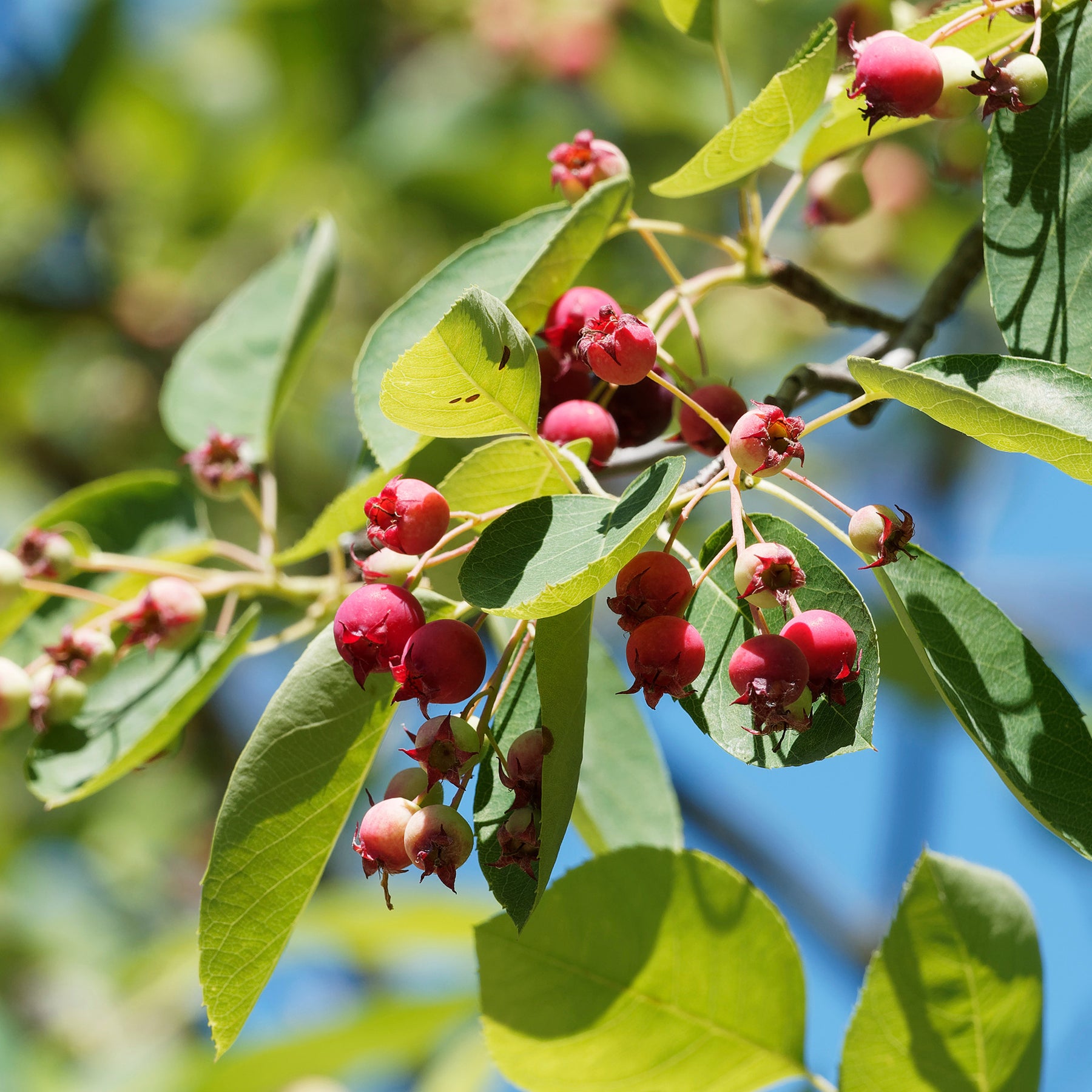 Wald-Felsenbirne - Amelanchier rotundifolia - Willemse