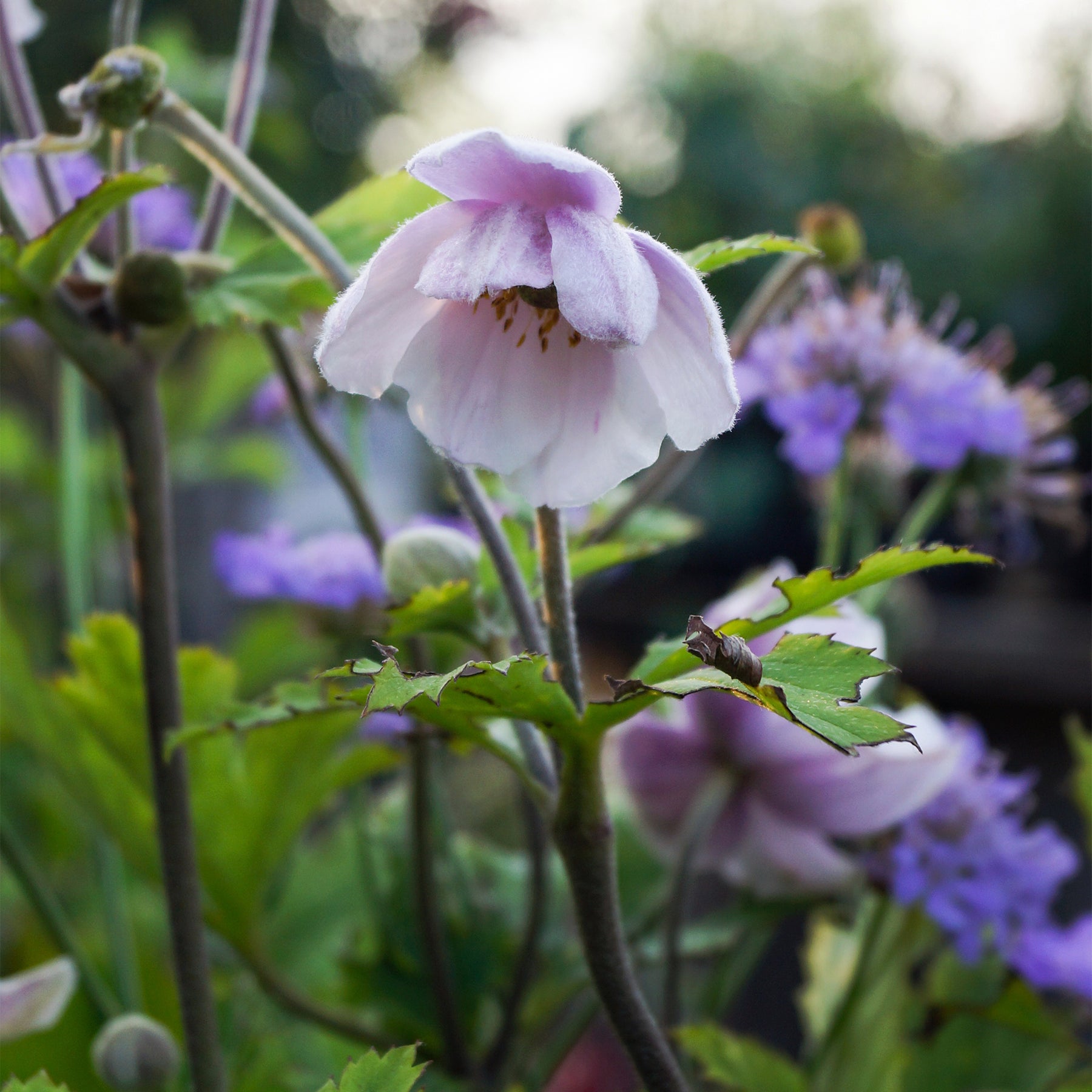 Anemone Ruffled Swan - Japanische Anemone Ruffled Swan - Stauden