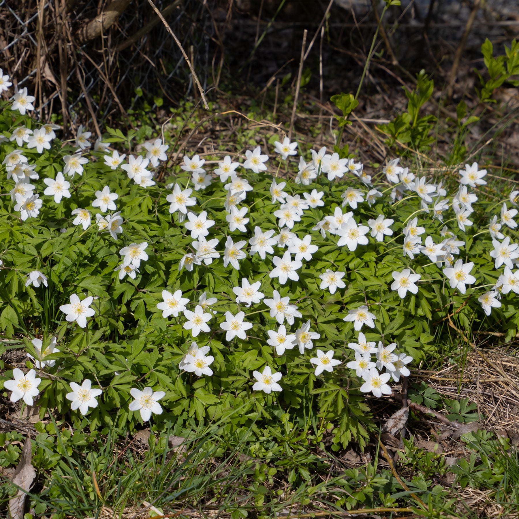 Buschwindröschen - Anemone nemorosa - Willemse