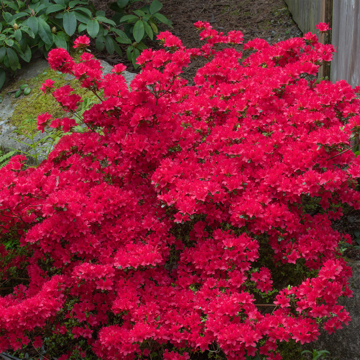 Japanische Azalee Hino Crimson - Azalea japonica Hino Crimson - Willemse