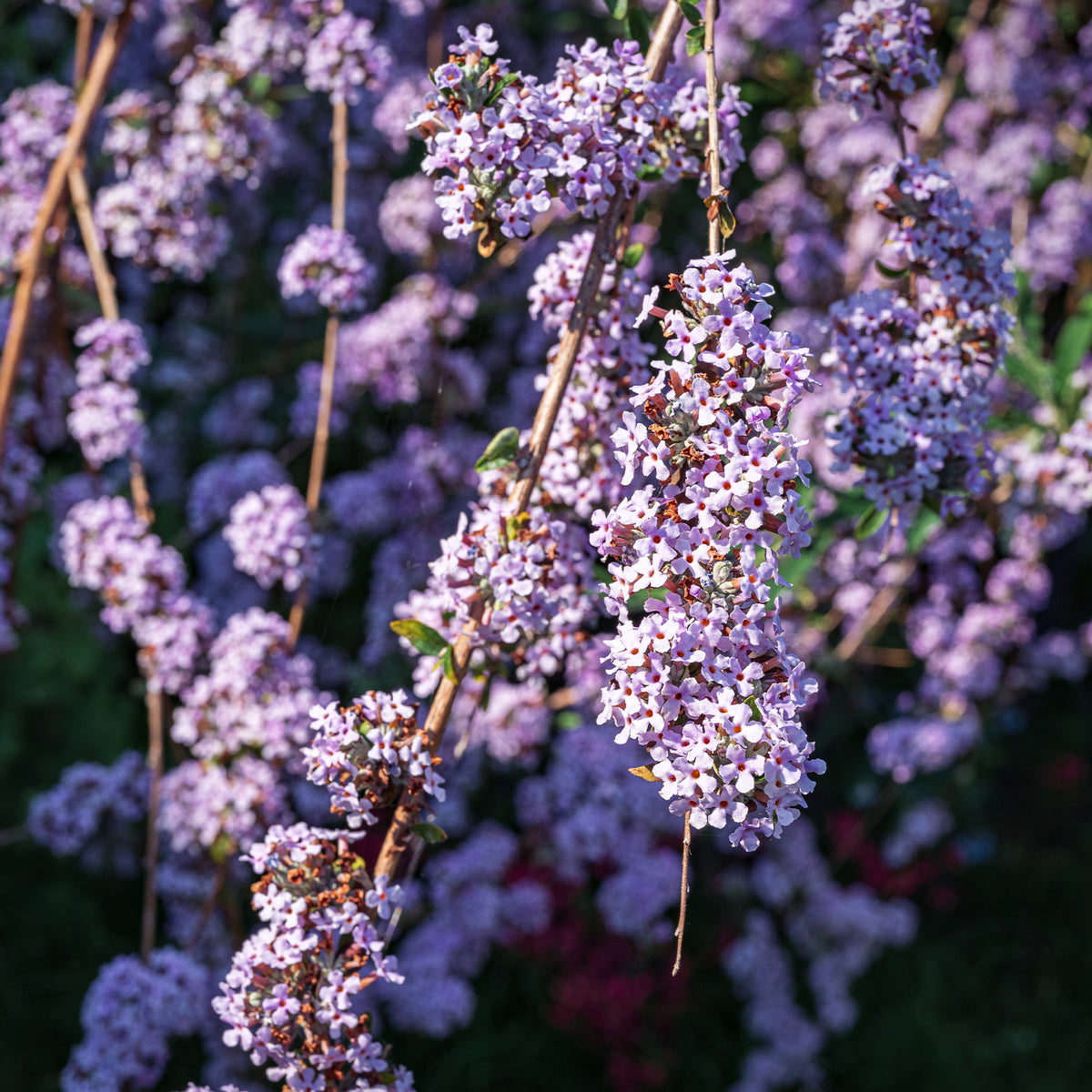 Schmetterlingsbaum mit wechselnden Blättern - Buddleja alternifolia - Willemse