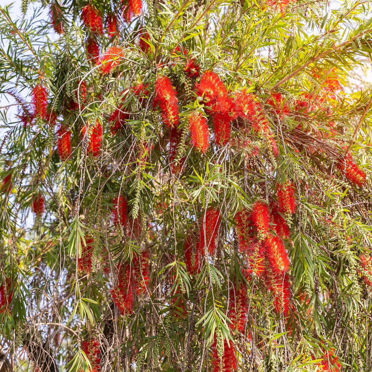 Roter Lampenputzerstrauch - Callistemon rigidus - Willemse