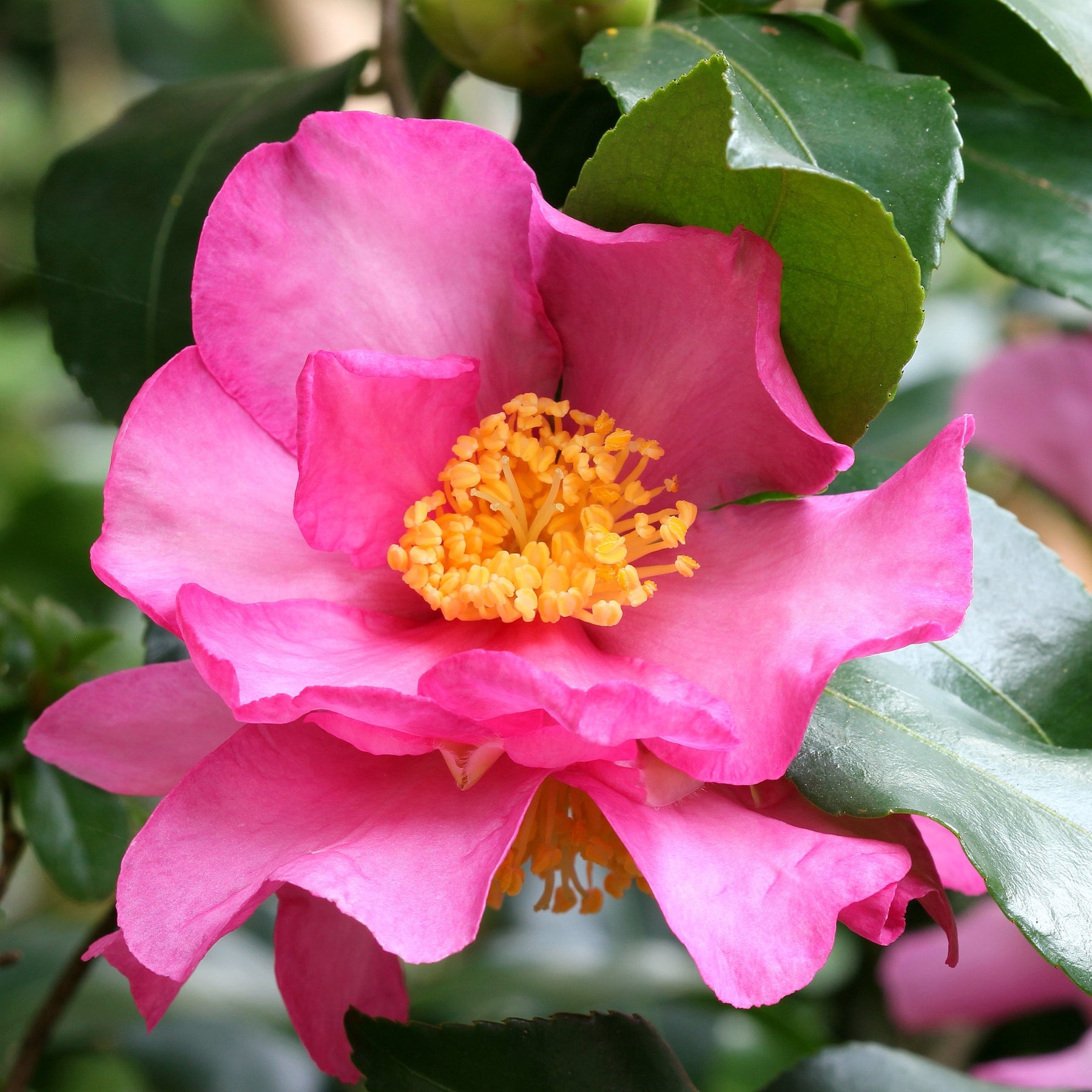 Herbst-Kamelie - Camellia sasanqua - Willemse