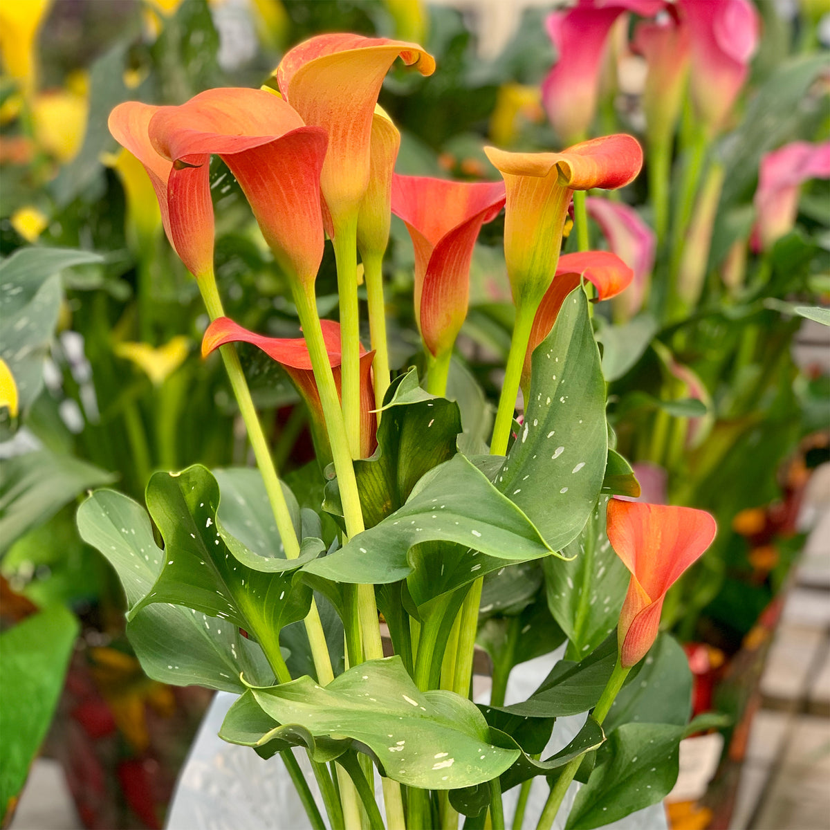 Calla Pfirsich (x2) - Willemse