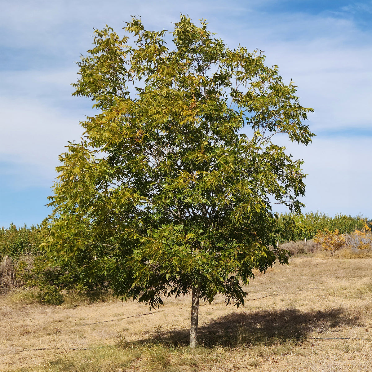 Pekannussbaum - Carya illinoinensis - Willemse