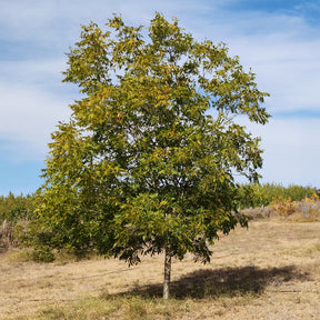 Pekannussbaum - Carya illinoinensis - Willemse