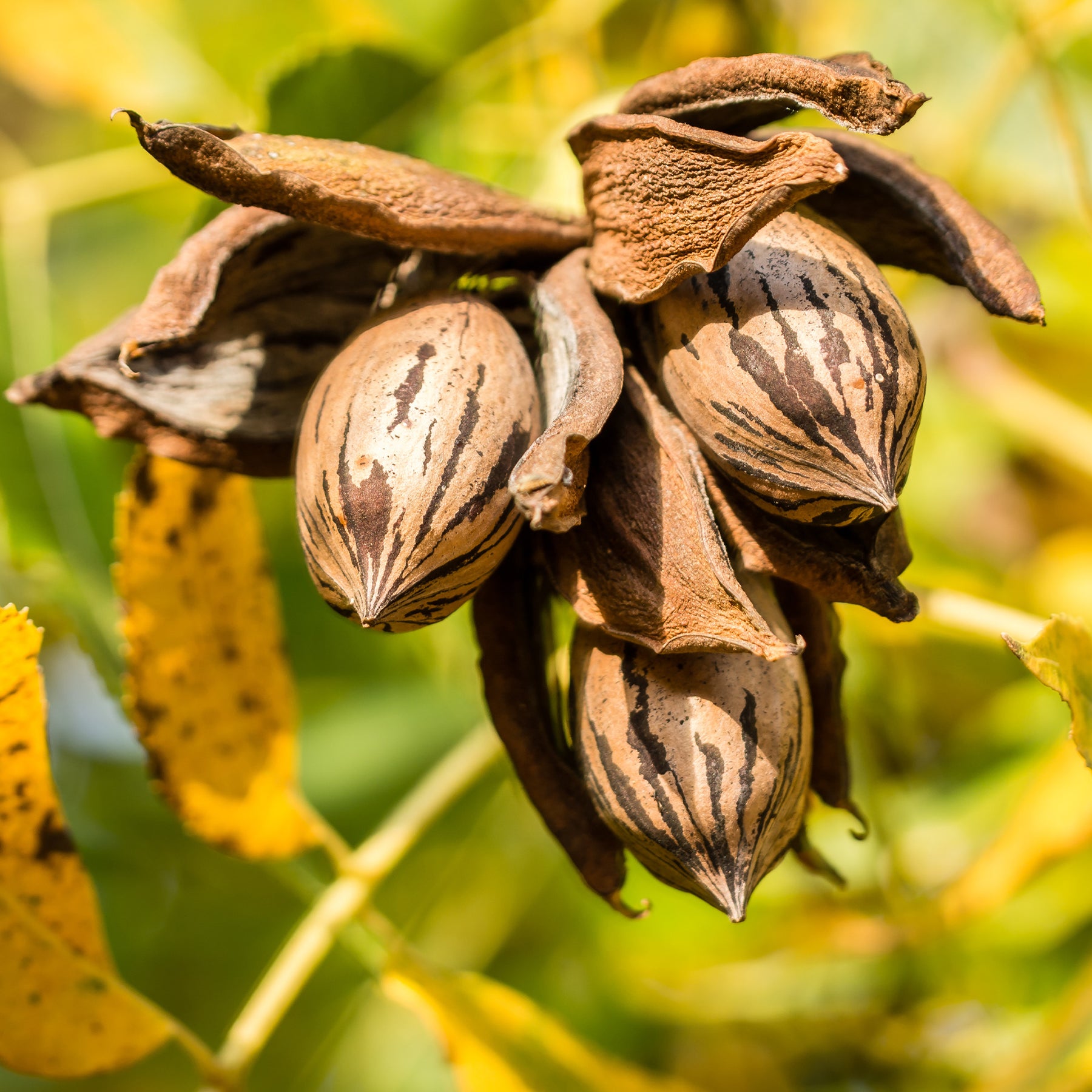 Verkauf Pekannussbaum - Carya illinoinensis