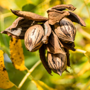 Verkauf Pekannussbaum - Carya illinoinensis