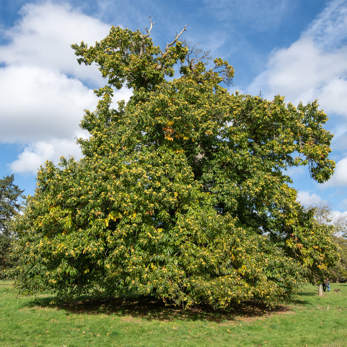Kastanienbaum Marsol - Castanea sativa Marsol - Willemse