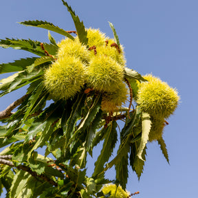 Castanea sativa Marsol - Kastanienbaum Marsol - Kastanie