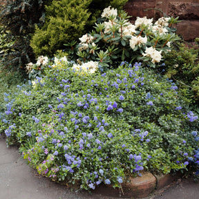 Kalifornischer Flieder Yankee Point - Willemse