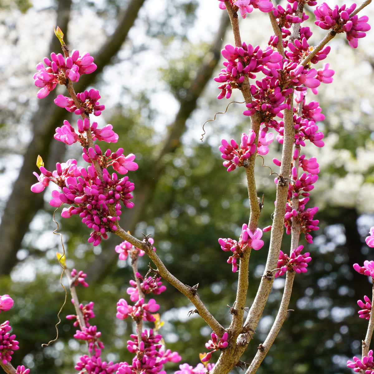 Chinesischer Judasbaum - Cercis chinensis - Willemse