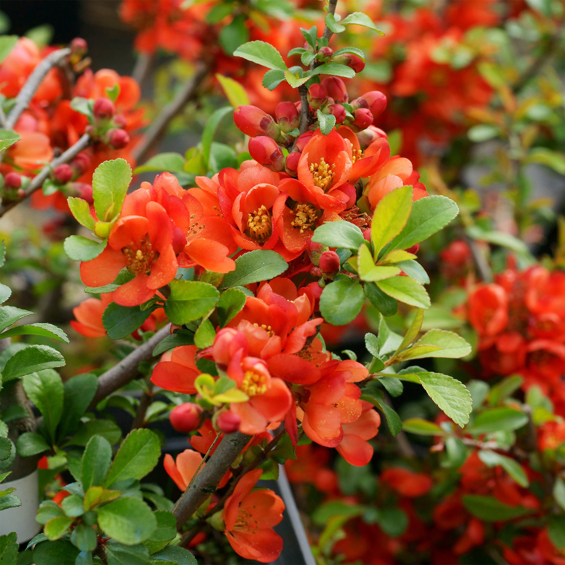 Japanische Quitte Sargentii - Willemse