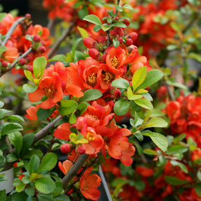 Japanische Quitte Sargentii - Willemse