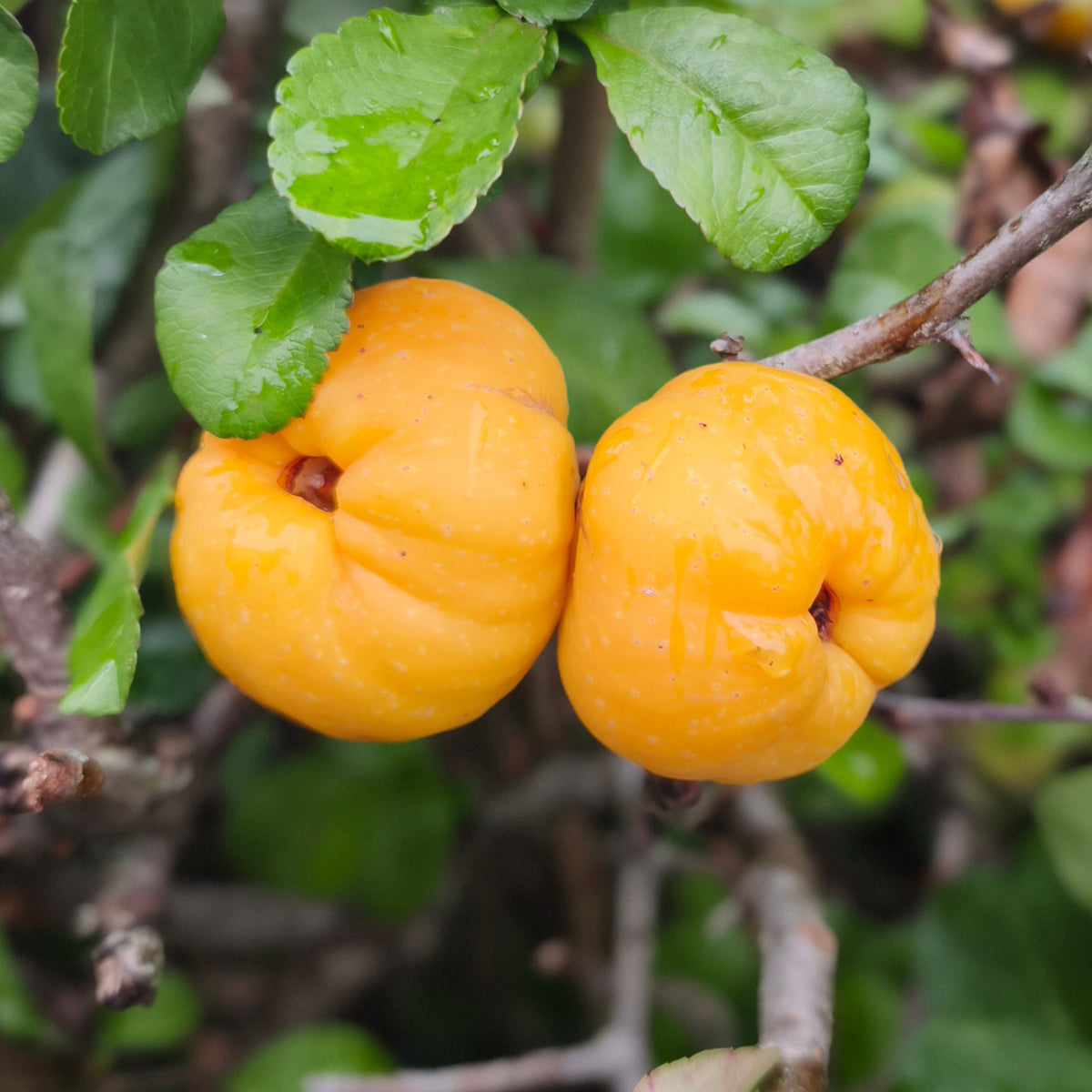 Japanische Quitte Sargentii - Chaenomeles japonica Sargentii - Willemse