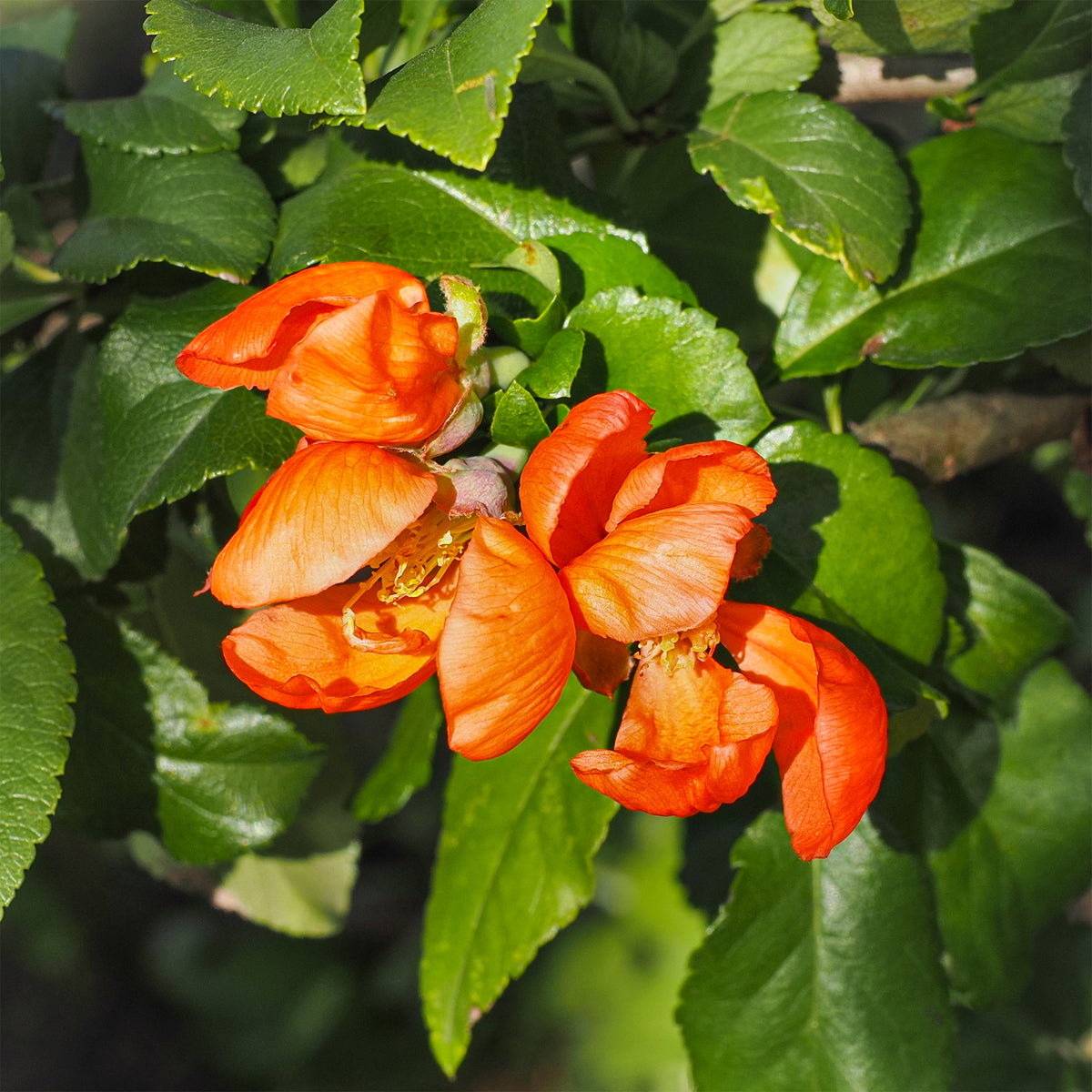 Japanische Storchschnabelstaude Orange trail - Willemse