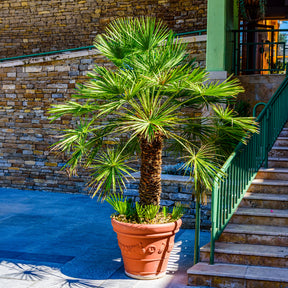 Verkauf Zwergpalme Vulcano - Chamaerops humilis Vulcano 