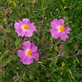 Kretische Zistrose - Cistus creticus - Willemse
