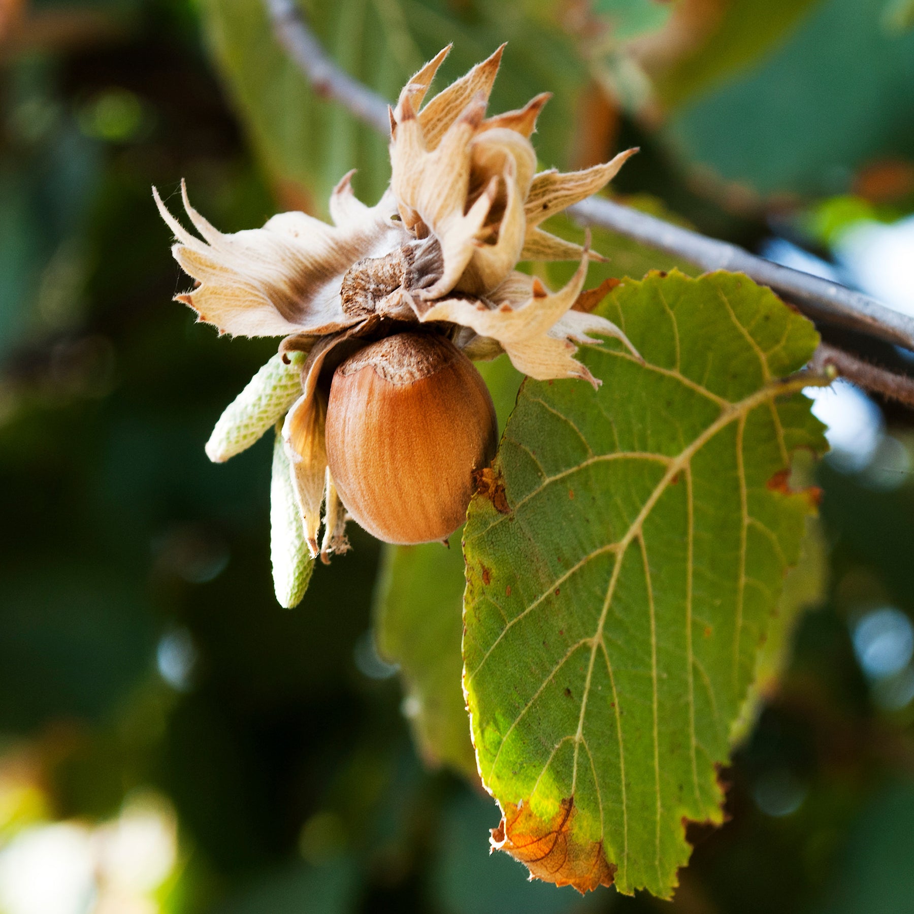 Haselnuss ‘Webb’s Prize Cob’ - Corylus avellana Webbs Prize Cobb - Willemse