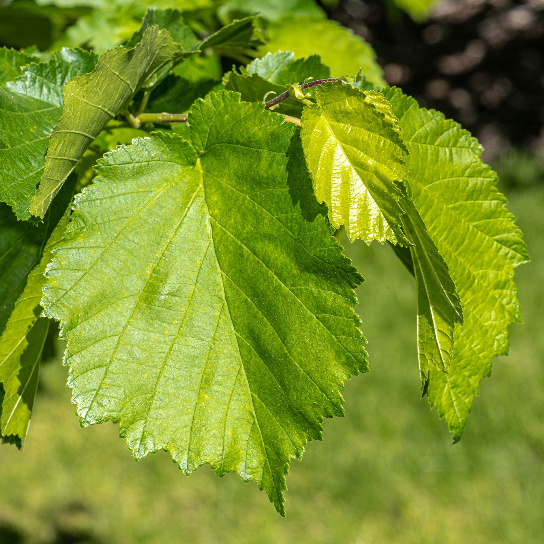 Haselnuss - Byzantinischer Haselnussstrauch - Corylus colurna