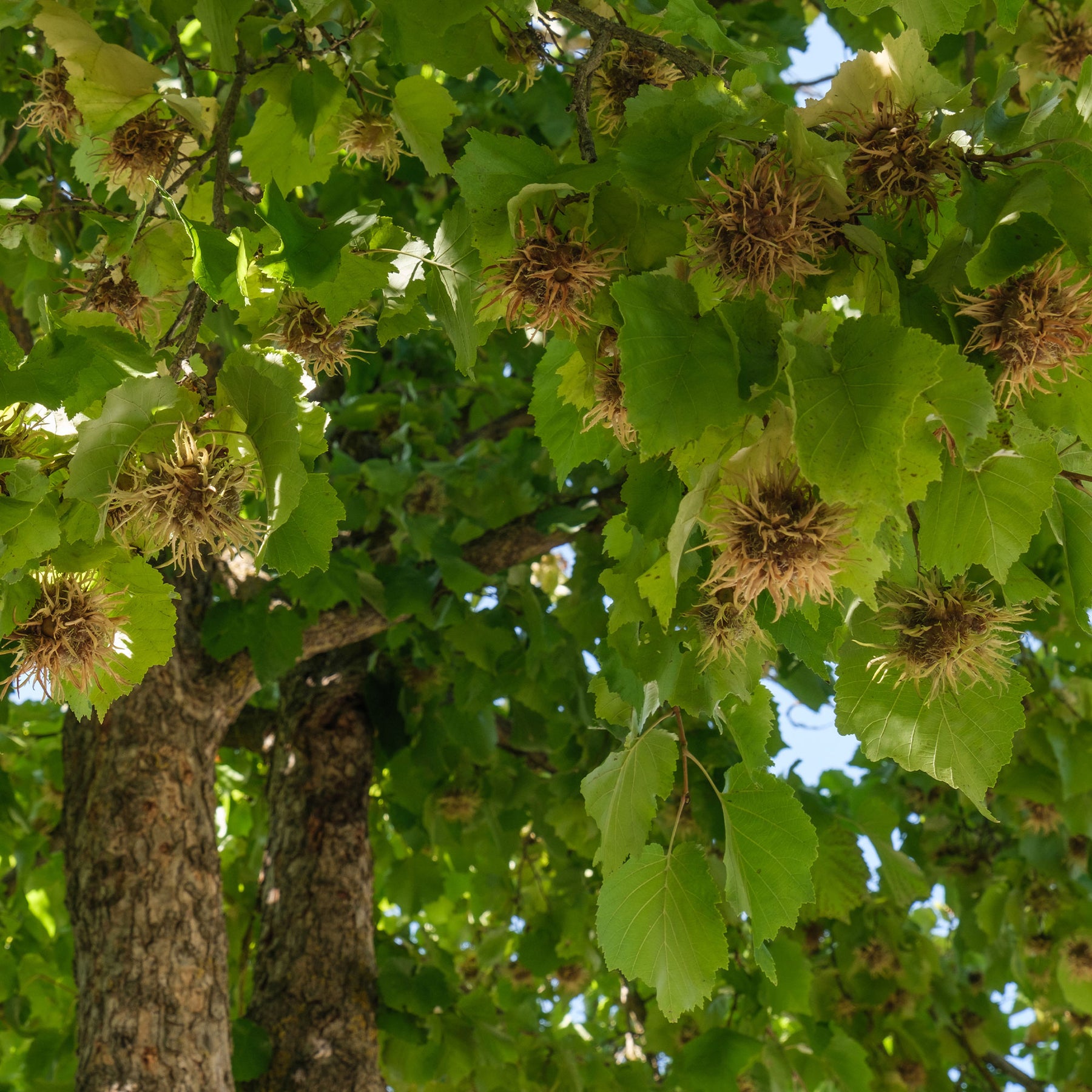 Corylus colurna - Byzantinischer Haselnussstrauch - Haselnuss
