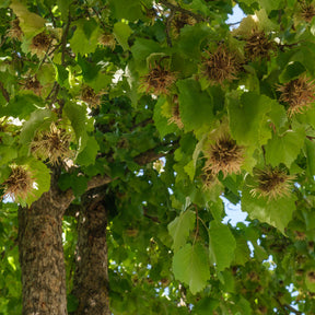 Corylus colurna - Byzantinischer Haselnussstrauch - Haselnuss