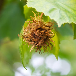 Verkauf Byzantinischer Haselnussstrauch - Corylus colurna