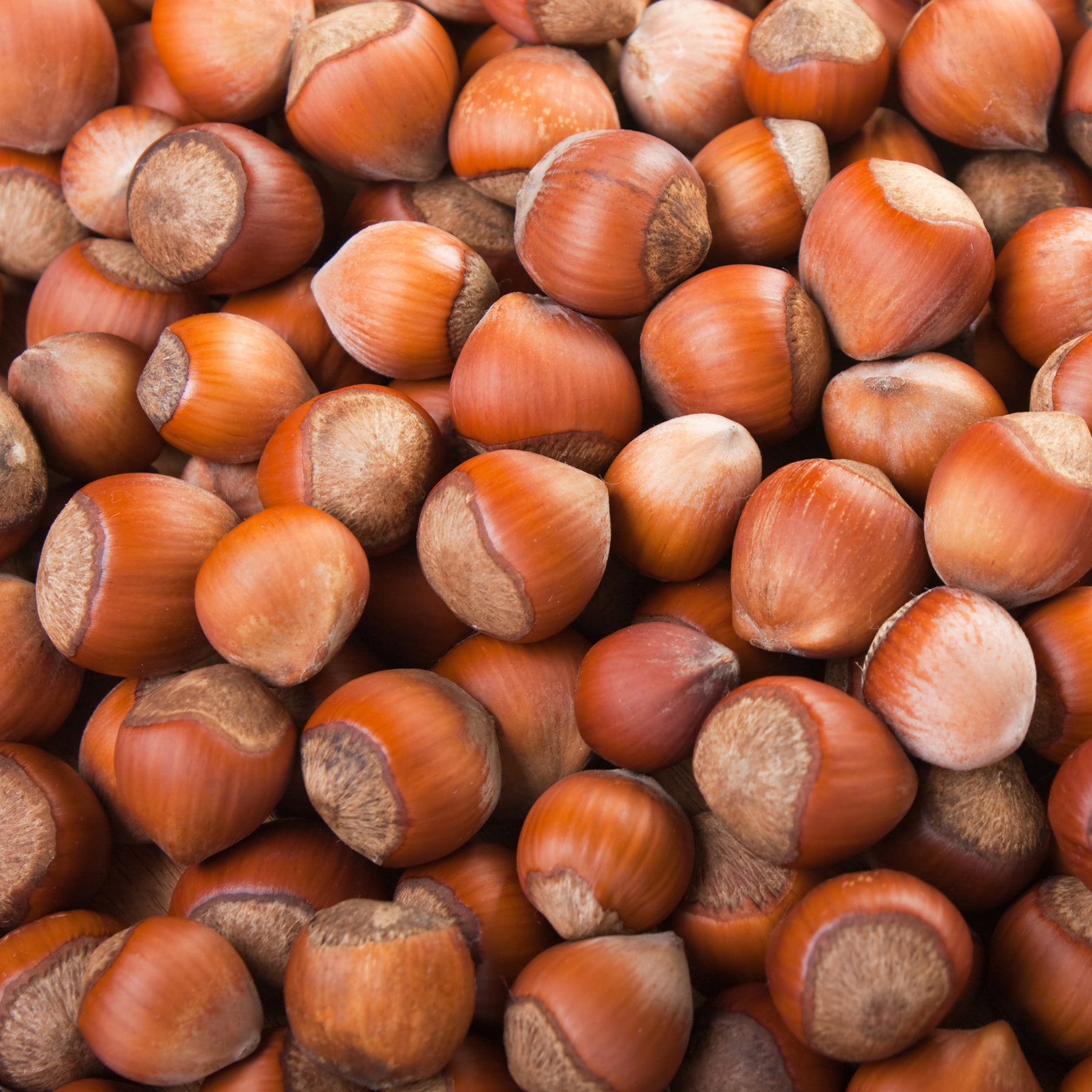 Gemeine Hasel Merveille de Bollwiller - Willemse