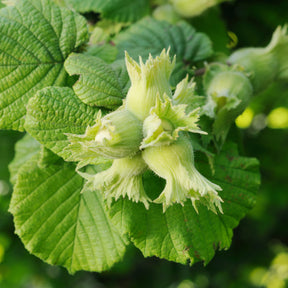 Gemeine Hasel Merveille de Bollwiller - Corylus maxima Merveille de Bollwiller - Willemse