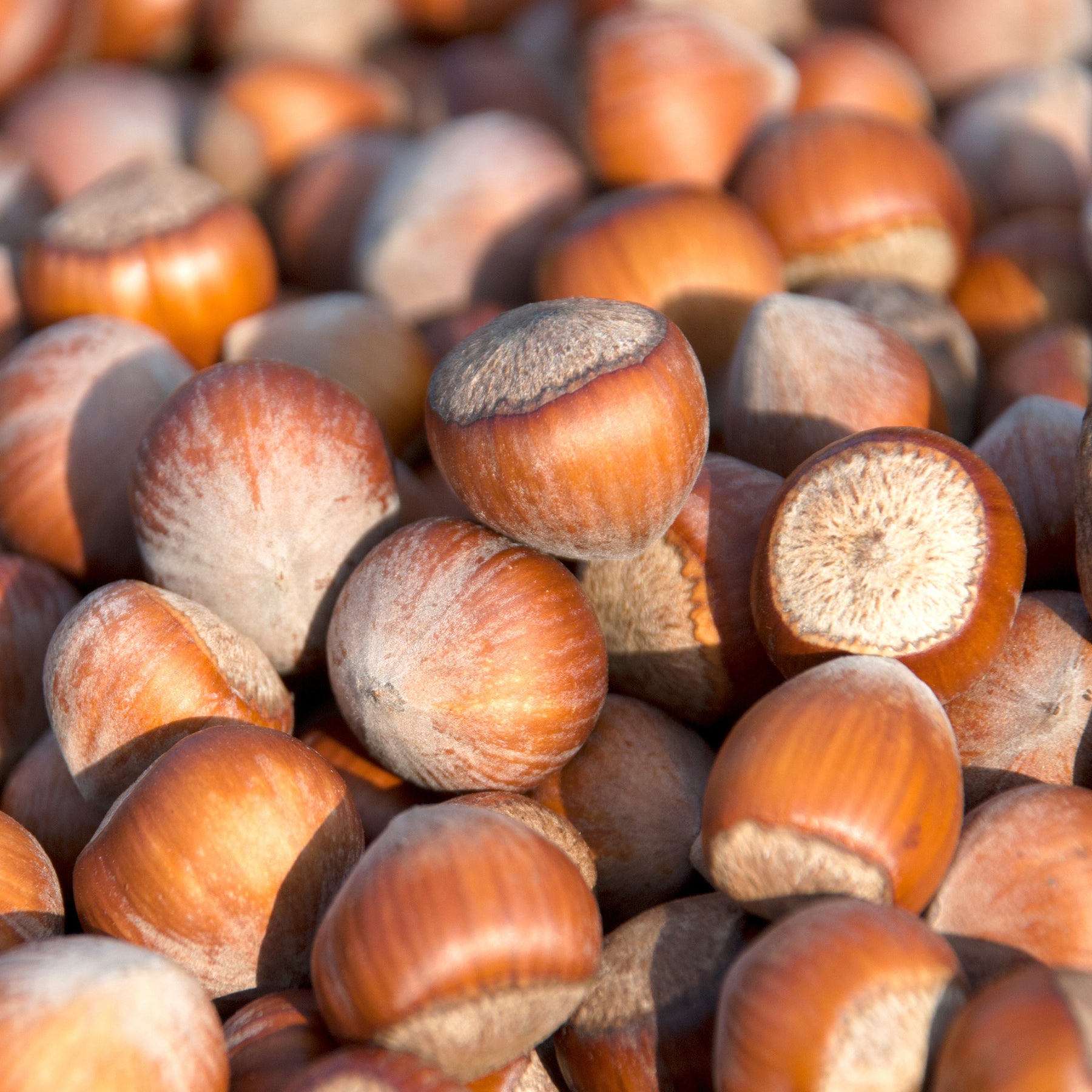 Haselnuss - Gemeine Hasel Merveille de Bollwiller - Corylus maxima Merveille de Bollwiller