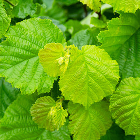 Verkauf Gemeine Hasel Merveille de Bollwiller - Corylus maxima Merveille de Bollwiller