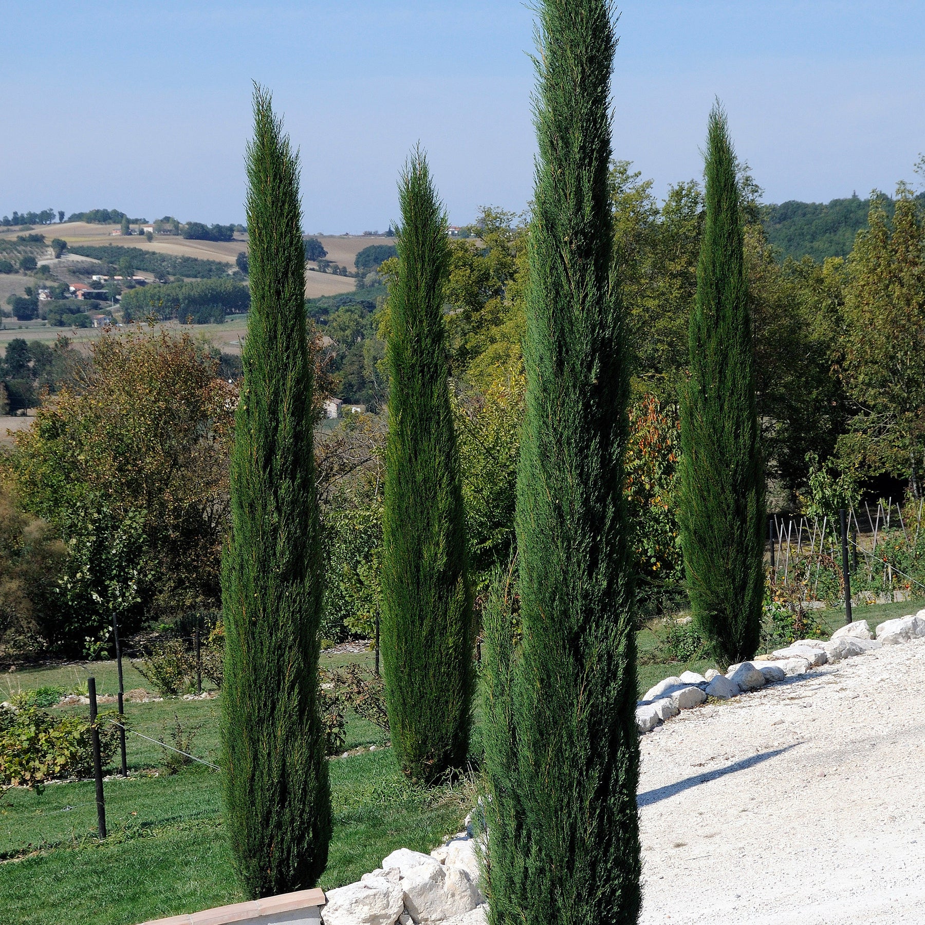 Italienische Zypresse Stricta - Willemse