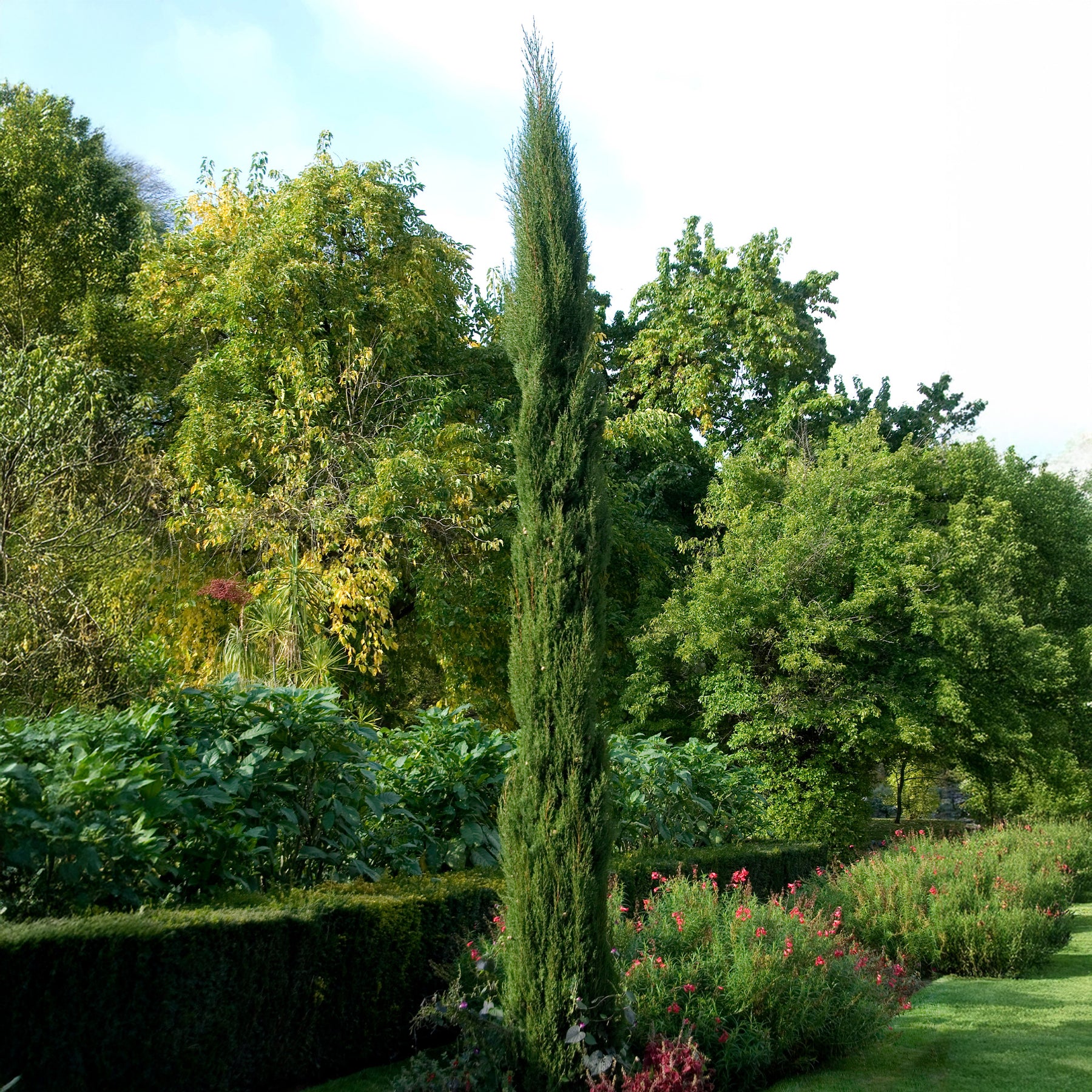 Cupressus sempervirens Stricta - Italienische Zypresse Stricta - Nadelbäume
