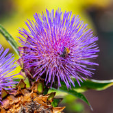 Artischocke Cardy - Willemse