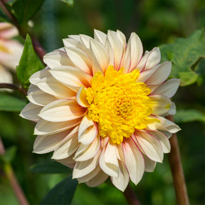 Anemonen-Dahlie Polka - Dahlia Polka - Willemse